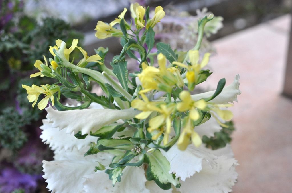 ハボタンの花を食べる 還暦からの出発