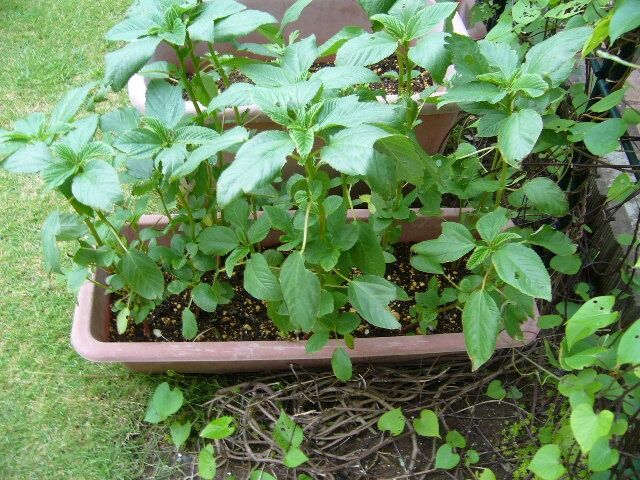 モロヘイヤの収穫 還暦からの出発