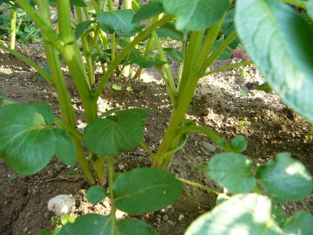 じゃがいもの芽かき 還暦からの出発