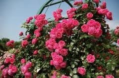 ポンポネッラを植える 還暦からの出発 ポンポネッラを植える 還暦からの出発