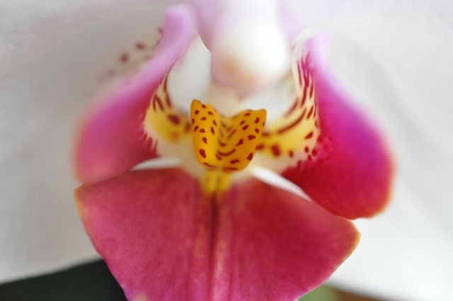 胡蝶蘭の花茎分かれ 還暦からの出発