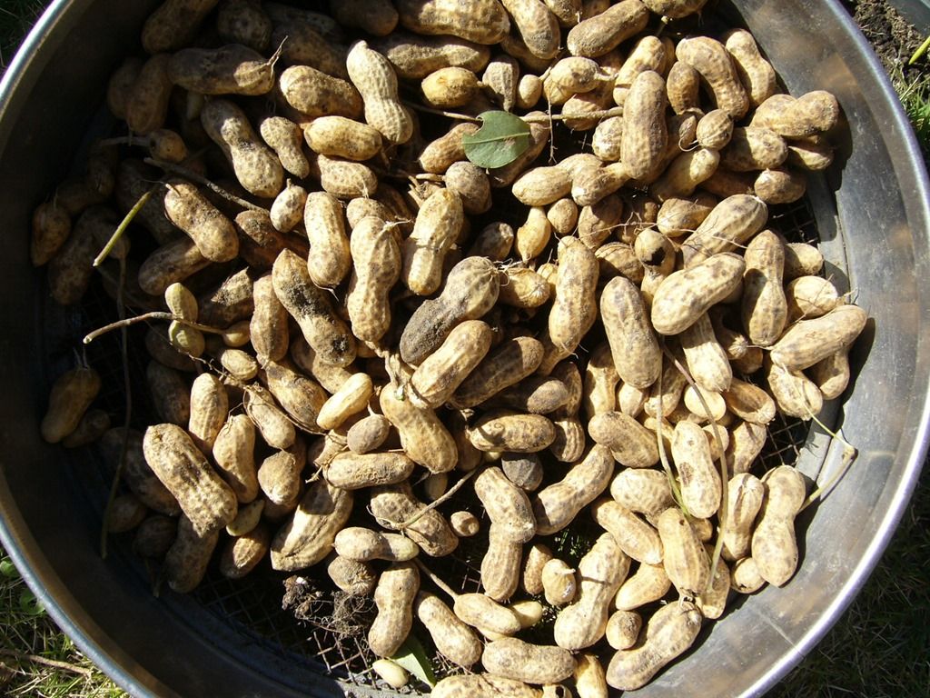 落花生の収穫 還暦からの出発