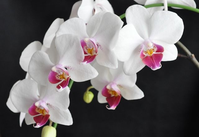 胡蝶蘭の花茎分かれ 還暦からの出発