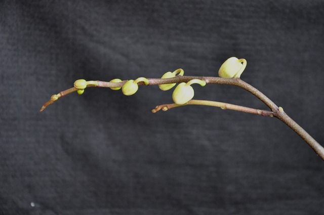 胡蝶蘭の花芽が出たよ 還暦からの出発 胡蝶蘭の花芽が出たよ 還暦からの出発