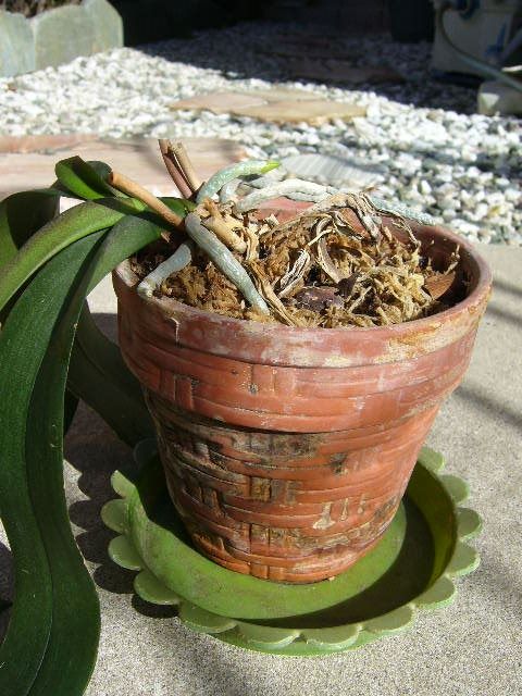 バラの寒肥 還暦からの出発
