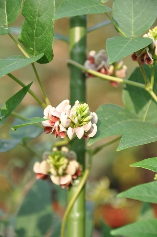 アピオスの花 還暦からの出発