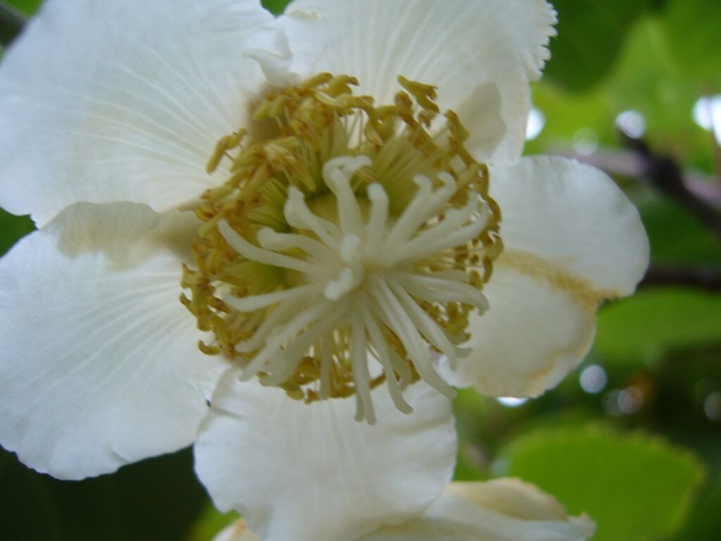 キウイの花 還暦からの出発 キウイの花 還暦からの出発