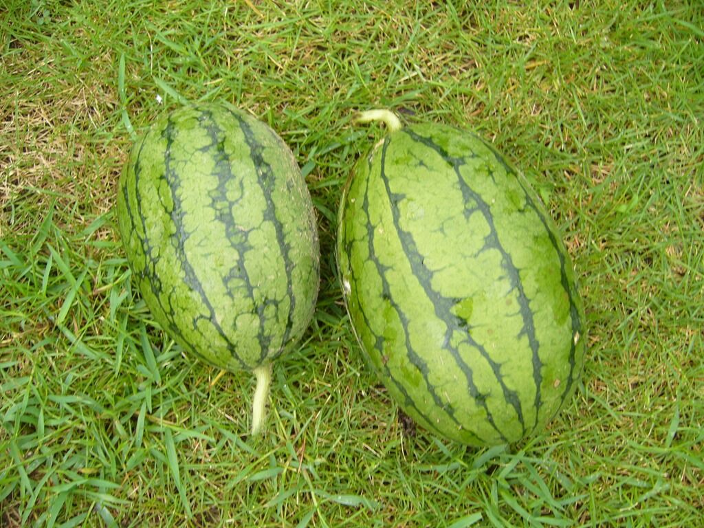 小玉スイカの収穫 還暦からの出発