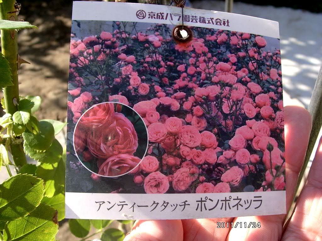 ポンポネッラを植える 還暦からの出発 ポンポネッラを植える 還暦からの出発