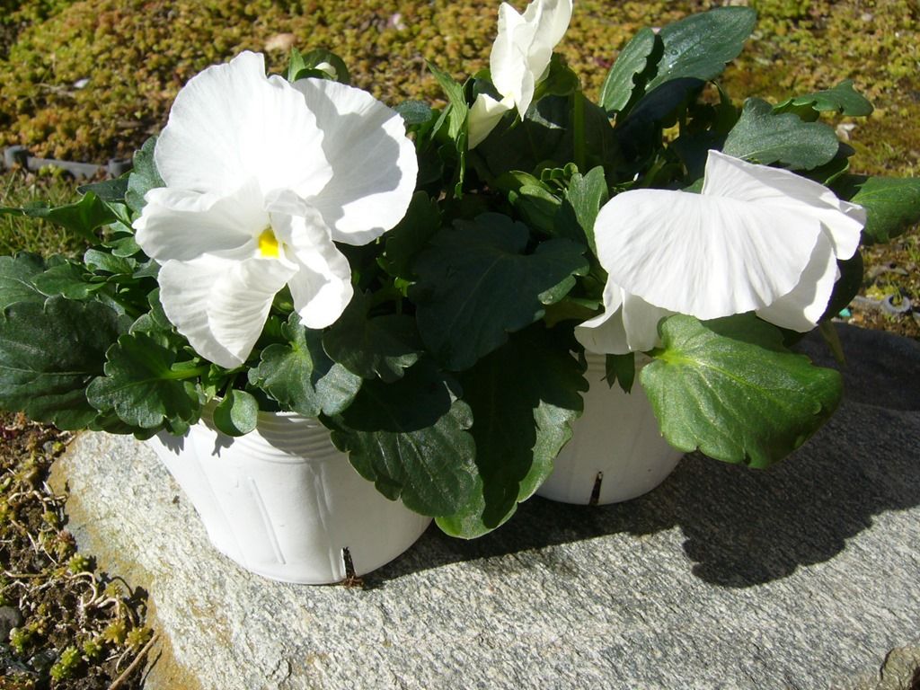 冬の花壇 還暦からの出発 冬の花壇 還暦からの出発