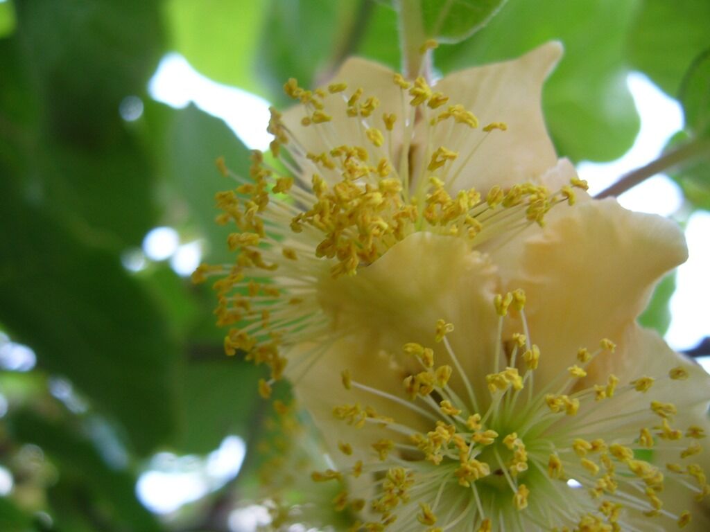 キウイの花 還暦からの出発 キウイの花 還暦からの出発