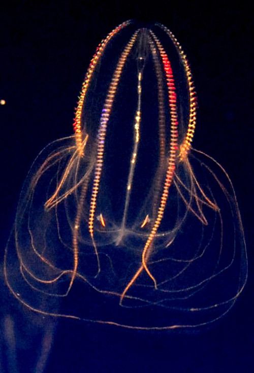 深海生物の不思議 還暦からの出発