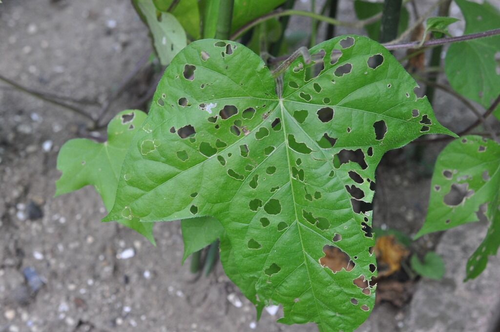 コガネムシとカナブン 還暦からの出発