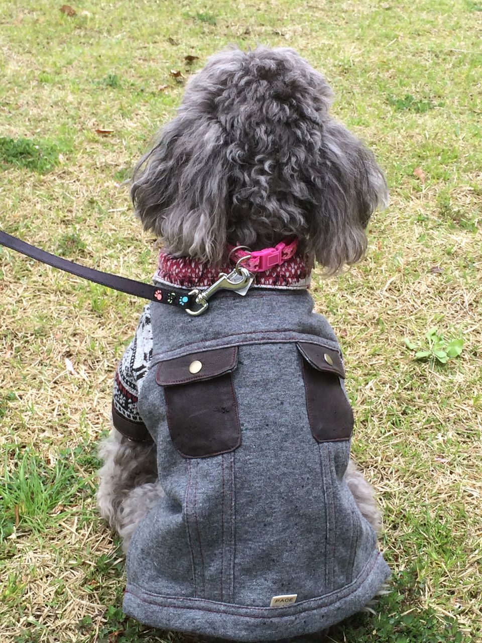 犬の洋服 秋冬物でgジャン ニット素材で着やすい かっこいいおしゃれな犬服 犬服ハンドメイド オーダーメイド リメイクのブランドpace