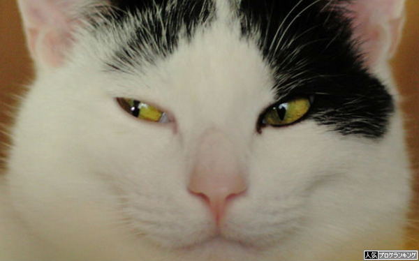 隣のパチンコ台をチラ見する猫なら許す