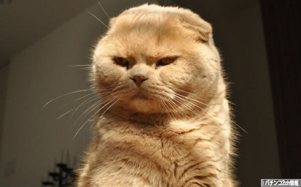 こんなことするから廃れるんだわ