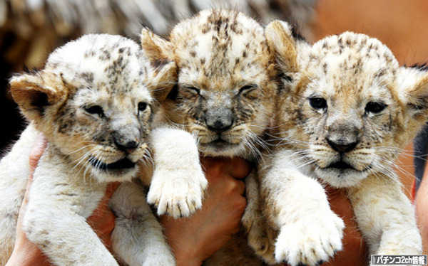 獣王とかもういらん