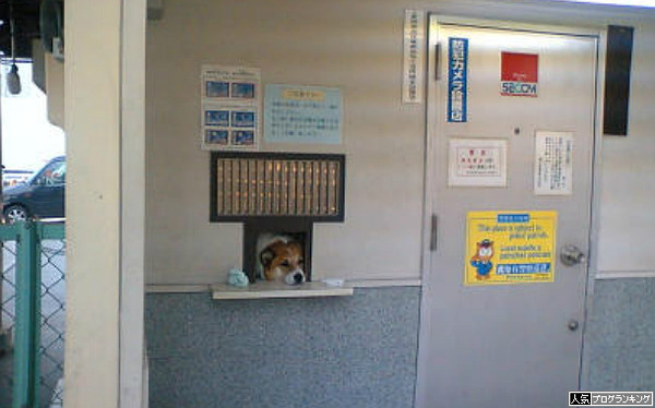 景品交換所に犬おったらびっくりやな