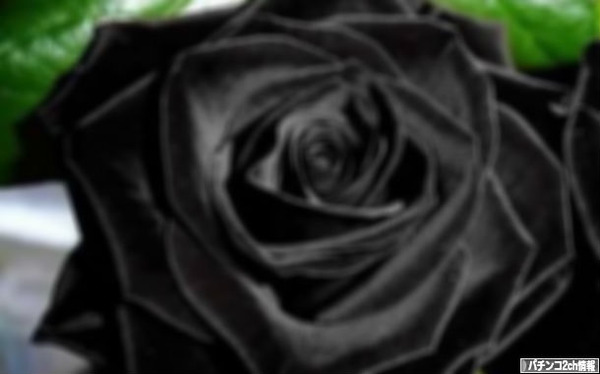 黒バラ軍団のアノ人人気すげーな