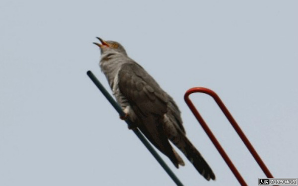 11月のパチスロの稼動