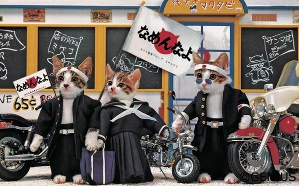 なめ猫