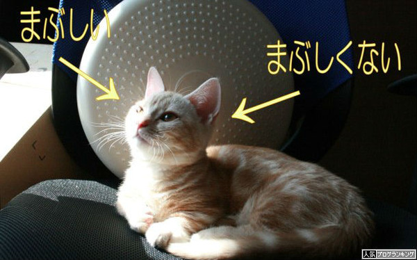 SANKYOさんの未来は明るいね?