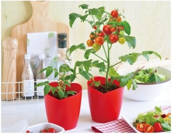 tomato