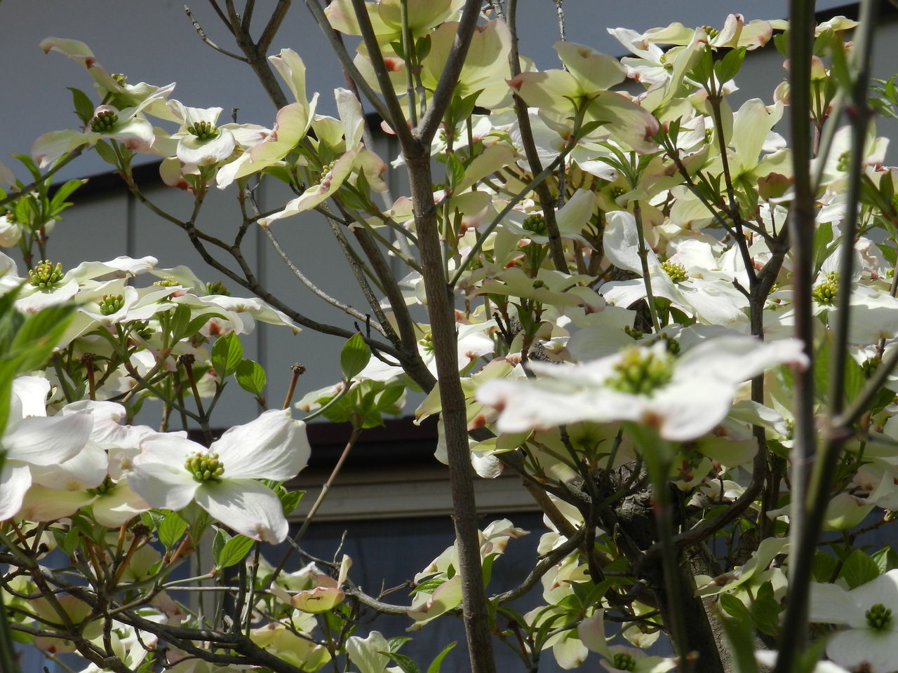 ハナミズキの花が4月になると咲く グッバイ パチンコ
