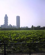 不忍池.jpg