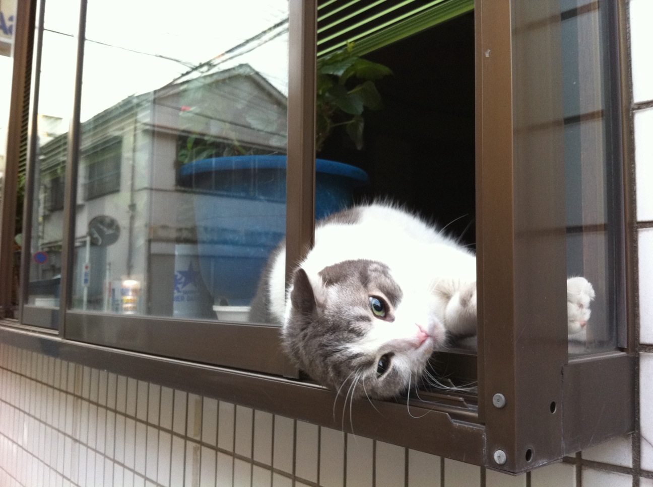 黄金猫