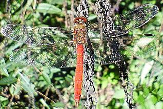 �֤Ȥ�ܡ������ʪ��