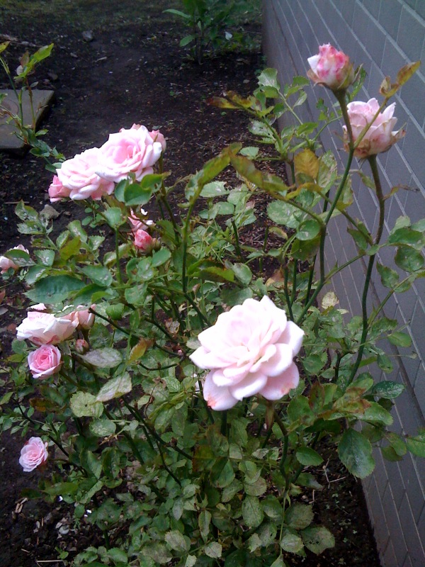 薔薇