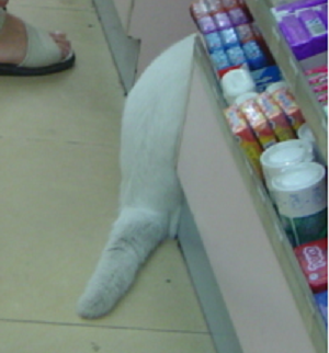 コンビニ猫