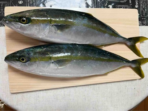 イナダの魚丸ごと捌く : ひだまりの部屋