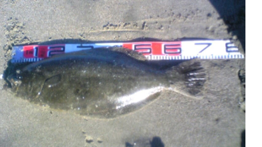 鹿行地区 鹿島灘サーフ ソルトルアーフィッシング
