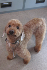 ¥³¡¼¥é¥ë·¯ÂçÊѿȡÁ¡ª