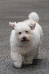 ¤ªÌ»¤Ë¹Ô¤Ã¤¿»Ò