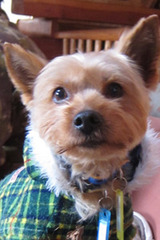 ¥µ¥ó¤¬¤ä¤Ã¤ÆÍ褿¡Á¡ª