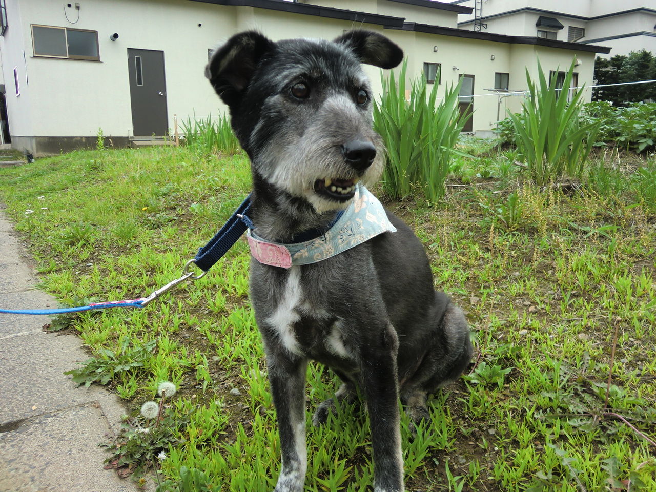おじいちゃん犬に会ったのだぁ Ultra めい シェリ カイworld おじいちゃん犬に会ったのだぁ Ultra めい シェリ カイworld