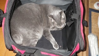 ツーリングバッグと猫