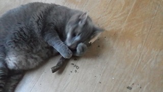 またたびと猫