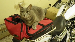 猫とハーレー