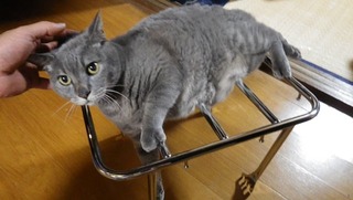 ハーレーのキャリアーと猫