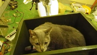 ハーレーのツアーパックと猫