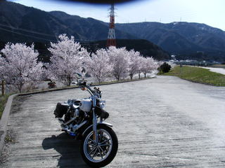 ハーレーと桜並木
