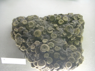 �����ʥ��Ȥβ���