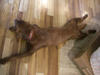 �ϡ��졼���ӥåɥ���ǥ����顼�Τ������