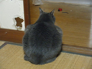 ハーレーと暮らすネコ