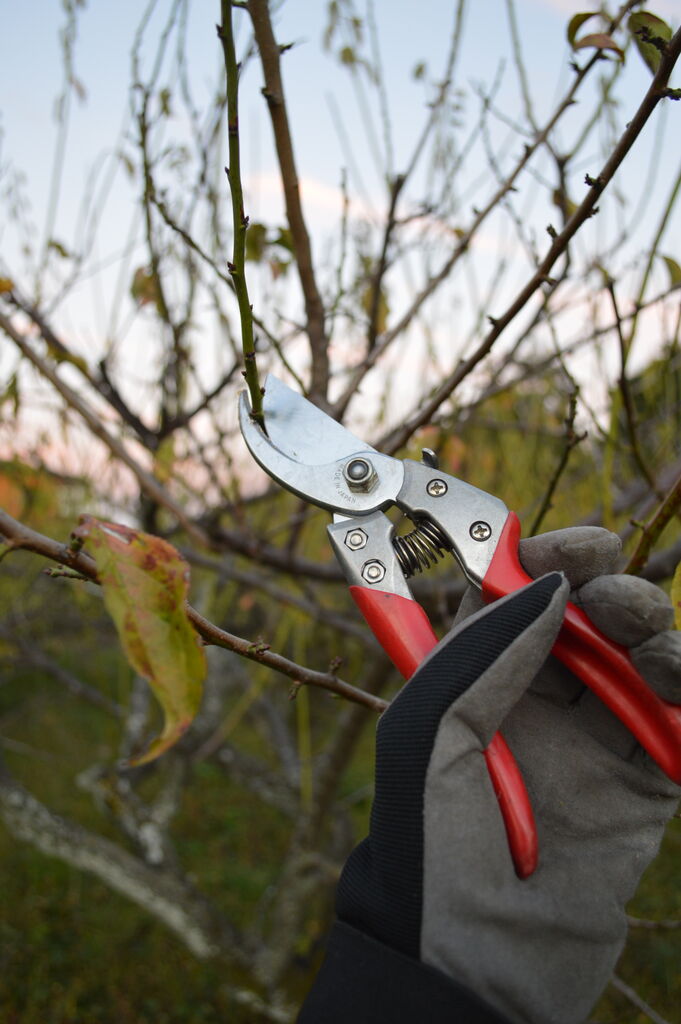 門松のように : 服と雑貨、ときどきカフェ「Paisible」知多市佐布里字