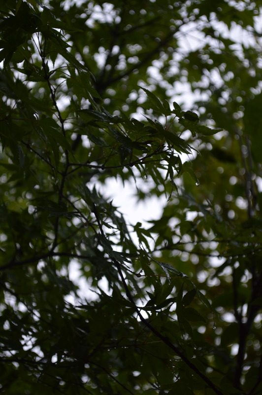 DSC_0300